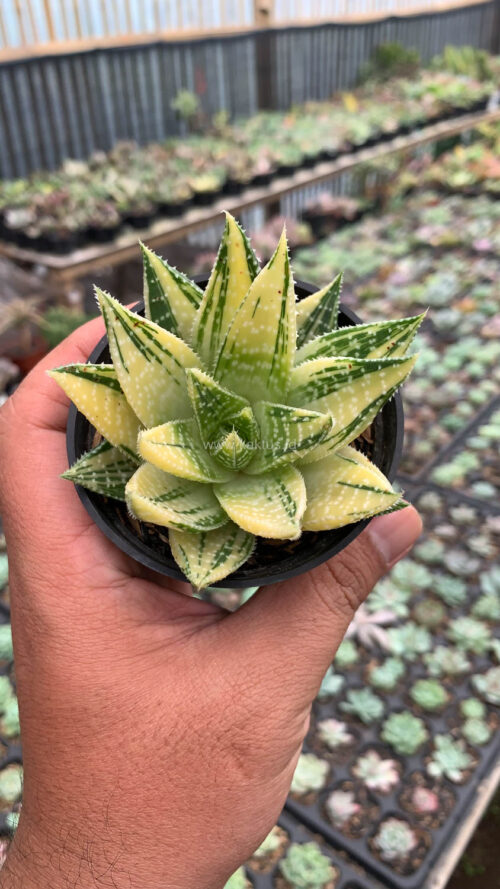 Gasteraloe Beguinii Golden Variegated, real gallery image #20 plants. Picture taken directly from kaktus.id community Gasteraloe farmer green houses.