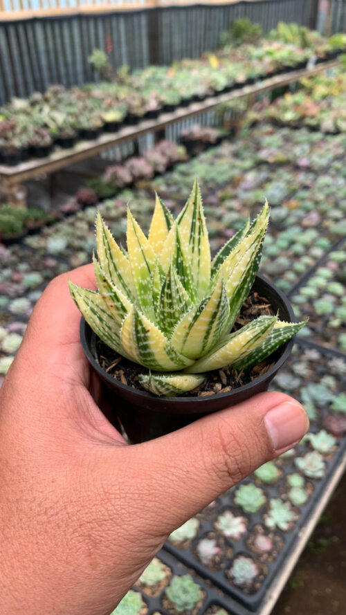 Gasteraloe Beguinii Golden Variegated, real gallery image #3 plants. Picture taken directly from kaktus.id community Gasteraloe farmer green houses.