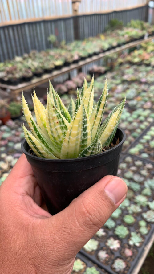 Gasteraloe Beguinii Golden Variegated, real gallery image #21 plants. Picture taken directly from kaktus.id community Gasteraloe farmer green houses.
