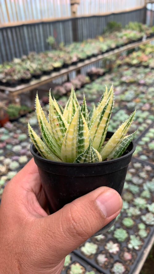 Gasteraloe Beguinii Golden Variegated, real gallery image #22 plants. Picture taken directly from kaktus.id community Gasteraloe farmer green houses.