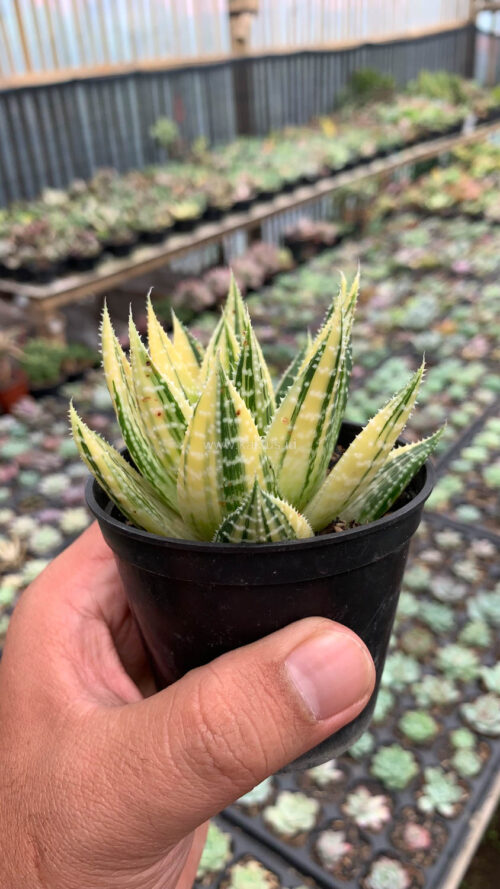 Gasteraloe Beguinii Golden Variegated, real gallery image #23 plants. Picture taken directly from kaktus.id community Gasteraloe farmer green houses.