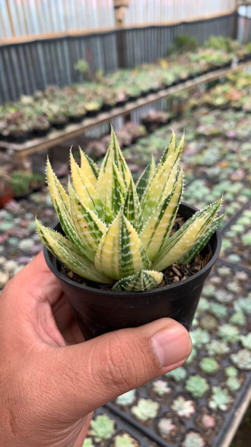 Gasteraloe Beguinii Golden Variegated, real gallery image #24 plants. Picture taken directly from kaktus.id community Gasteraloe farmer green houses.