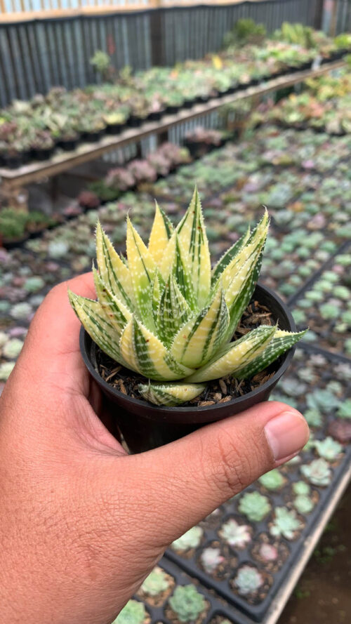 Gasteraloe Beguinii Golden Variegated, real gallery image #4 plants. Picture taken directly from kaktus.id community Gasteraloe farmer green houses.