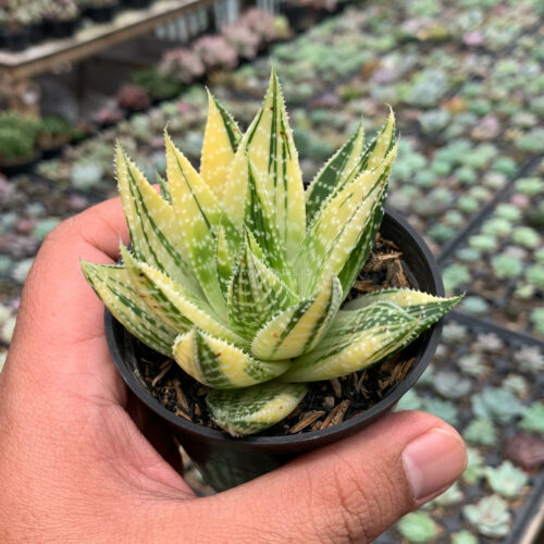 Gasteraloe Beguinii Golden Variegated, real gallery image #5 plants. Picture taken directly from kaktus.id community Gasteraloe farmer green houses.