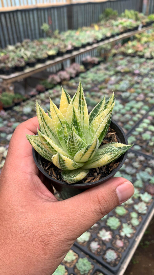 Gasteraloe Beguinii Golden Variegated, real gallery image #6 plants. Picture taken directly from kaktus.id community Gasteraloe farmer green houses.