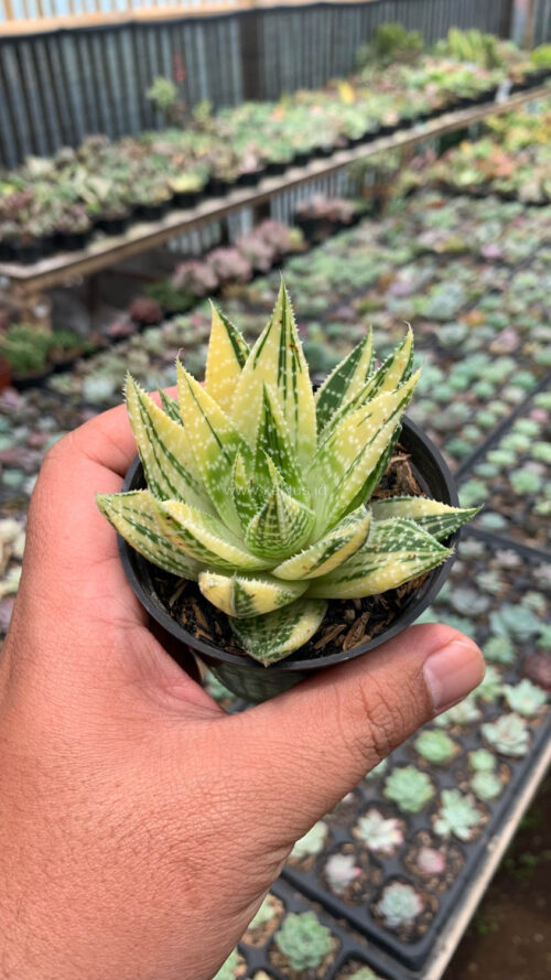Gasteraloe Beguinii Golden Variegated, real gallery image #7 plants. Picture taken directly from kaktus.id community Gasteraloe farmer green houses.