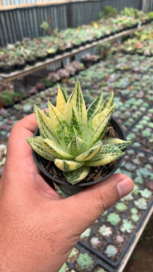 Gasteraloe Beguinii Golden Variegated, real gallery image #8 plants. Picture taken directly from kaktus.id community Gasteraloe farmer green houses.