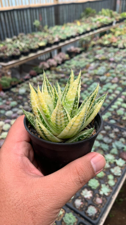 Gasteraloe Beguinii Golden Variegated, real gallery image #9 plants. Picture taken directly from kaktus.id community Gasteraloe farmer green houses.