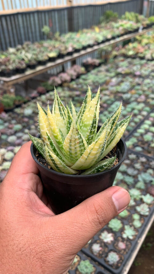Gasteraloe Beguinii Golden Variegated, real gallery image #10 plants. Picture taken directly from kaktus.id community Gasteraloe farmer green houses.