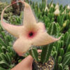 Stapelia Gigantea, real gallery image #10 plants. Picture taken directly from kaktus.id community Stapelia farmer green houses.