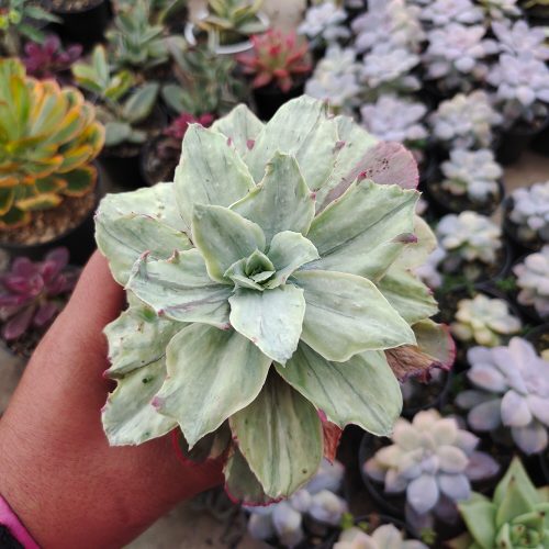 Echeveria Silver Chantily, real gallery image #6 plants. Picture taken directly from kaktus.id community Echeveria farmer green houses.