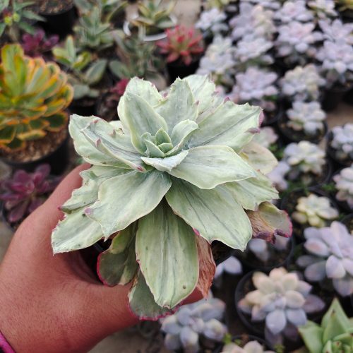 Echeveria Silver Chantily, real gallery image #5 plants. Picture taken directly from kaktus.id community Echeveria farmer green houses.