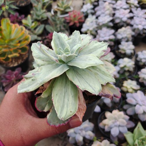 Echeveria Silver Chantily, real gallery image #4 plants. Picture taken directly from kaktus.id community Echeveria farmer green houses.