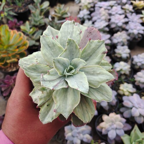 Echeveria Silver Chantily, real gallery image #3 plants. Picture taken directly from kaktus.id community Echeveria farmer green houses.