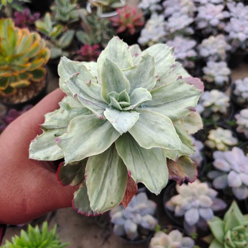 Echeveria Silver Chantily, real gallery image #7 plants. Picture taken directly from kaktus.id community Echeveria farmer green houses.