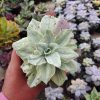 Echeveria Silver Chantily, real gallery image #2 plants. Picture taken directly from kaktus.id community Echeveria farmer green houses.