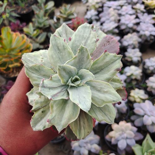Echeveria Silver Chantily, real gallery image #1 plants. Picture taken directly from kaktus.id community Echeveria farmer green houses.