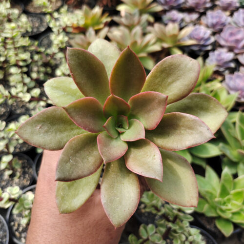 Echeveria Rubromarginata, real gallery image #1 plants. Picture taken directly from kaktus.id community Echeveria farmer green houses.