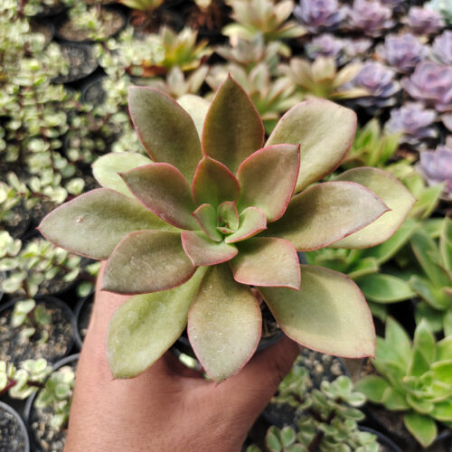 Echeveria Rubromarginata, real gallery image #2 plants. Picture taken directly from kaktus.id community Echeveria farmer green houses.