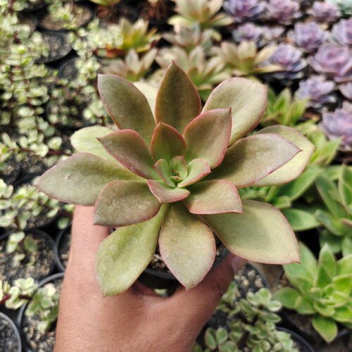Echeveria Rubromarginata, real gallery image #3 plants. Picture taken directly from kaktus.id community Echeveria farmer green houses.