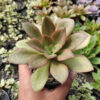 Echeveria Rubromarginata, real gallery image #4 plants. Picture taken directly from kaktus.id community Echeveria farmer green houses.