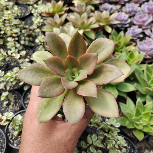 Echeveria Rubromarginata, real gallery image #5 plants. Picture taken directly from kaktus.id community Echeveria farmer green houses.