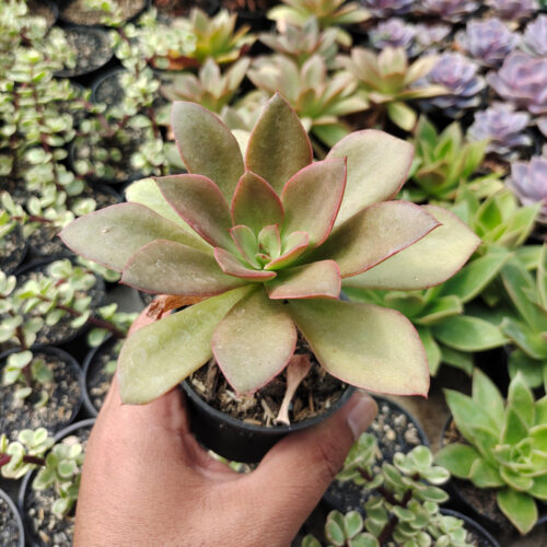 Echeveria Rubromarginata, real gallery image #6 plants. Picture taken directly from kaktus.id community Echeveria farmer green houses.