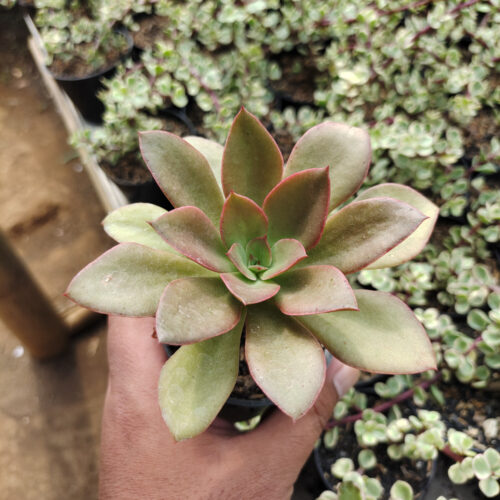 Echeveria Rubromarginata, real gallery image #7 plants. Picture taken directly from kaktus.id community Echeveria farmer green houses.
