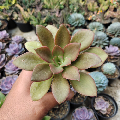 Echeveria Rubromarginata, real gallery image #8 plants. Picture taken directly from kaktus.id community Echeveria farmer green houses.