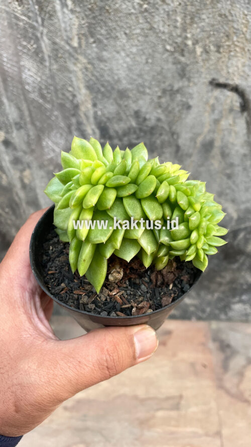 Echeveria Gilva Cristata Variegated, real gallery image #46 plants. Picture taken directly from kaktus.id community Echeveria farmer green houses.