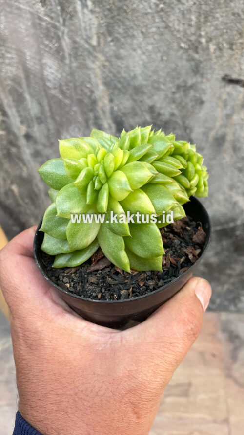 Echeveria Gilva Cristata Variegated, real gallery image #37 plants. Picture taken directly from kaktus.id community Echeveria farmer green houses.