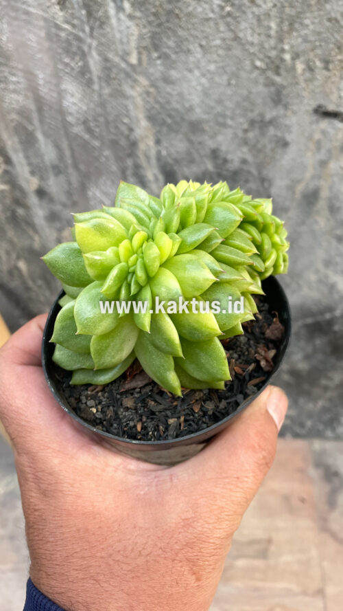 Echeveria Gilva Cristata Variegated, real gallery image #36 plants. Picture taken directly from kaktus.id community Echeveria farmer green houses.