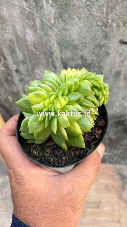 Echeveria Gilva Cristata Variegated, real gallery image #35 plants. Picture taken directly from kaktus.id community Echeveria farmer green houses.