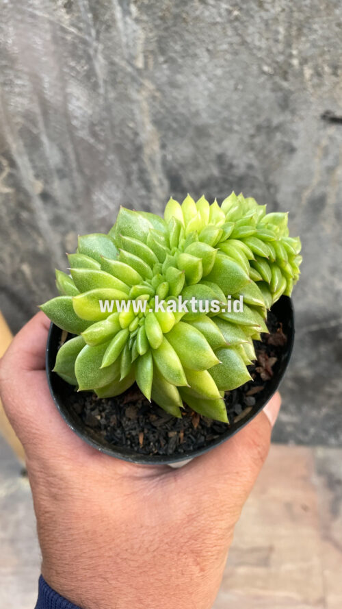 Echeveria Gilva Cristata Variegated, real gallery image #34 plants. Picture taken directly from kaktus.id community Echeveria farmer green houses.