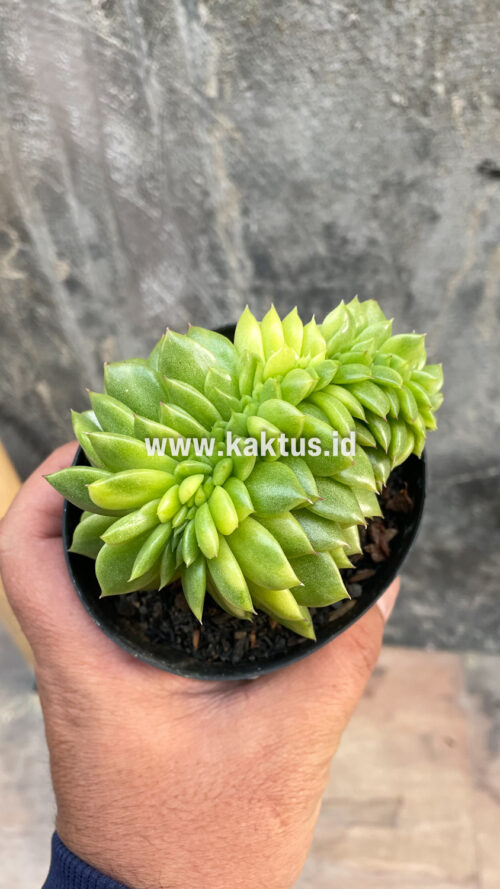 Echeveria Gilva Cristata Variegated, real gallery image #33 plants. Picture taken directly from kaktus.id community Echeveria farmer green houses.