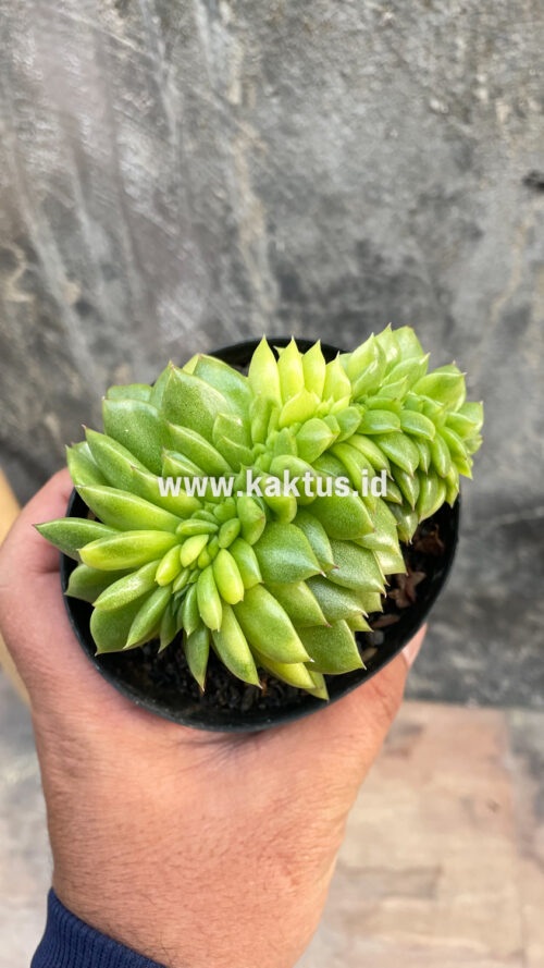 Echeveria Gilva Cristata Variegated, real gallery image #32 plants. Picture taken directly from kaktus.id community Echeveria farmer green houses.