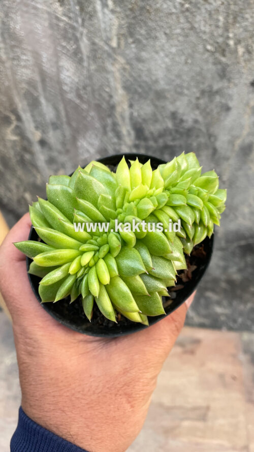 Echeveria Gilva Cristata Variegated, real gallery image #31 plants. Picture taken directly from kaktus.id community Echeveria farmer green houses.