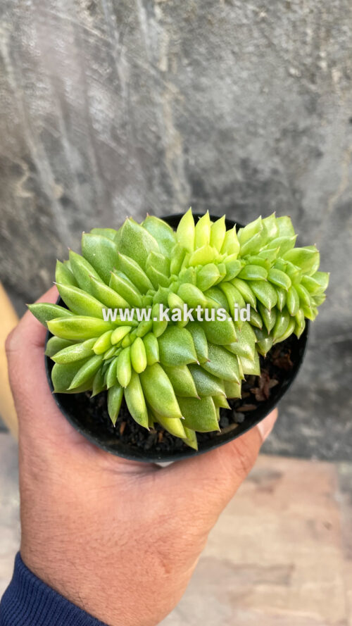 Echeveria Gilva Cristata Variegated, real gallery image #30 plants. Picture taken directly from kaktus.id community Echeveria farmer green houses.