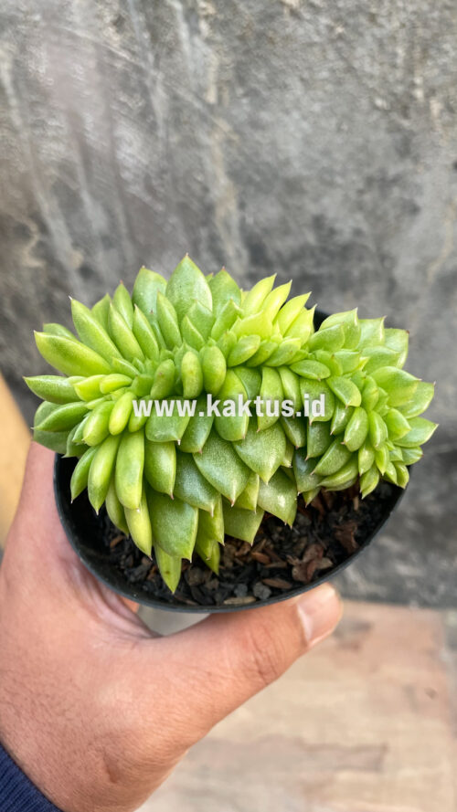 Echeveria Gilva Cristata Variegated, real gallery image #29 plants. Picture taken directly from kaktus.id community Echeveria farmer green houses.