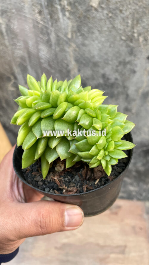 Echeveria Gilva Cristata Variegated, real gallery image #28 plants. Picture taken directly from kaktus.id community Echeveria farmer green houses.