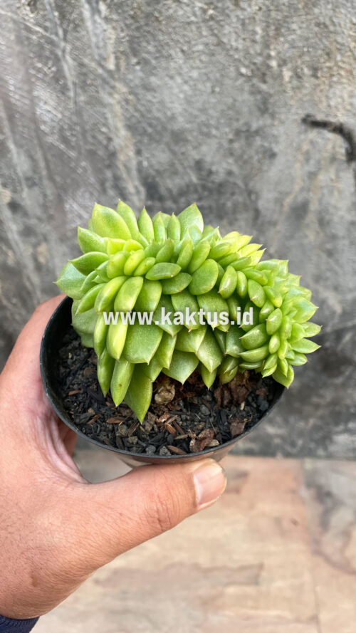 Echeveria Gilva Cristata Variegated, real gallery image #45 plants. Picture taken directly from kaktus.id community Echeveria farmer green houses.