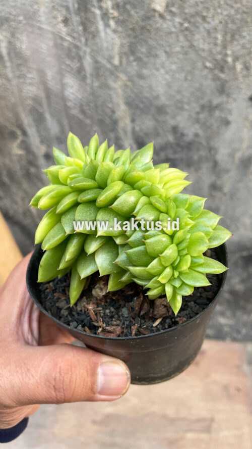 Echeveria Gilva Cristata Variegated, real gallery image #27 plants. Picture taken directly from kaktus.id community Echeveria farmer green houses.