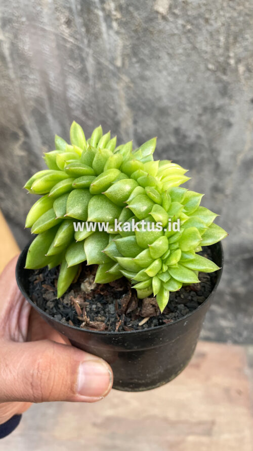 Echeveria Gilva Cristata Variegated, real gallery image #9 plants. Picture taken directly from kaktus.id community Echeveria farmer green houses.