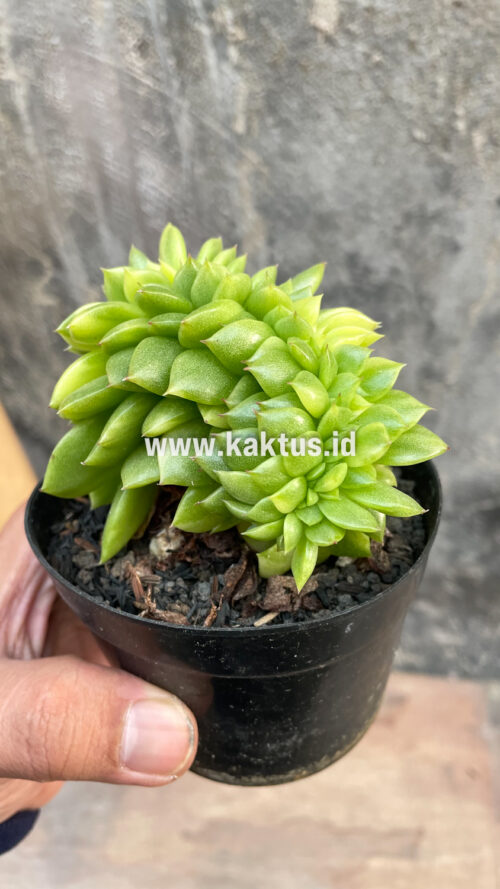 Echeveria Gilva Cristata Variegated, real gallery image #5 plants. Picture taken directly from kaktus.id community Echeveria farmer green houses.