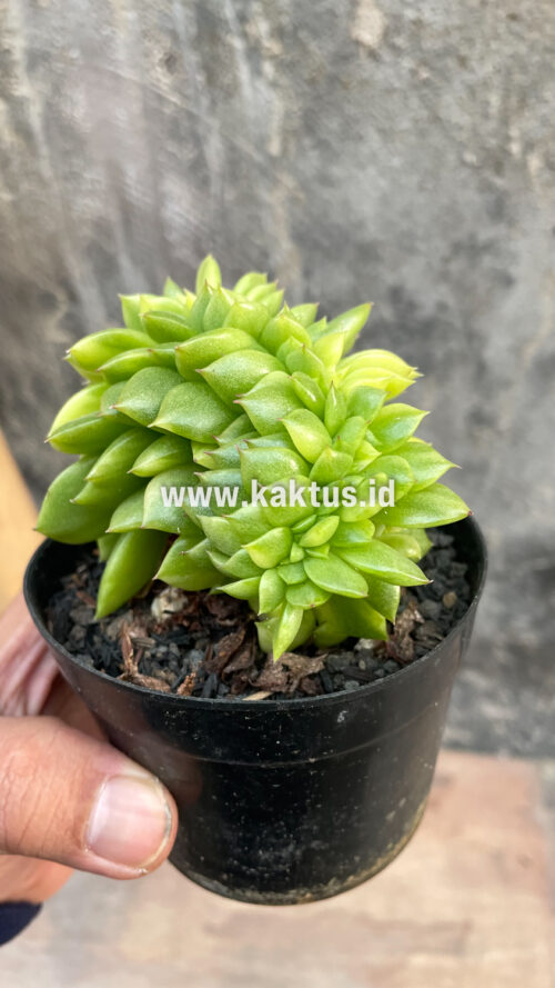 Echeveria Gilva Cristata Variegated, real gallery image #2 plants. Picture taken directly from kaktus.id community Echeveria farmer green houses.
