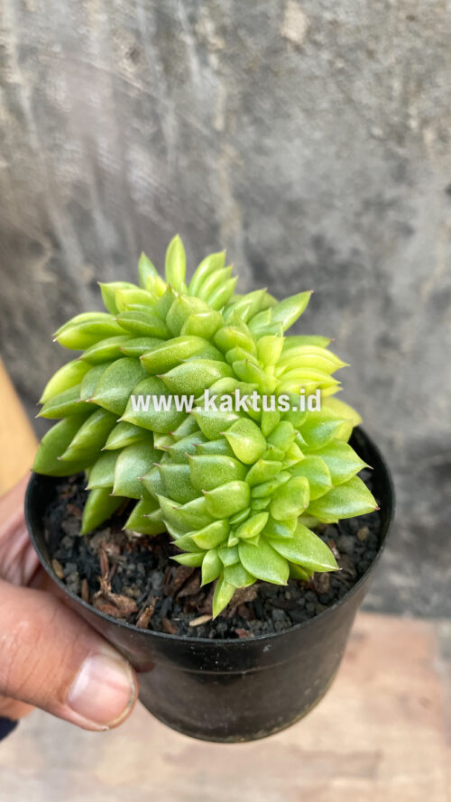 Echeveria Gilva Cristata Variegated, real gallery image #8 plants. Picture taken directly from kaktus.id community Echeveria farmer green houses.