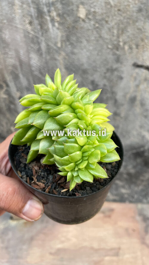 Echeveria Gilva Cristata Variegated, real gallery image #26 plants. Picture taken directly from kaktus.id community Echeveria farmer green houses.