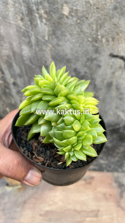 Echeveria Gilva Cristata Variegated, real gallery image #25 plants. Picture taken directly from kaktus.id community Echeveria farmer green houses.