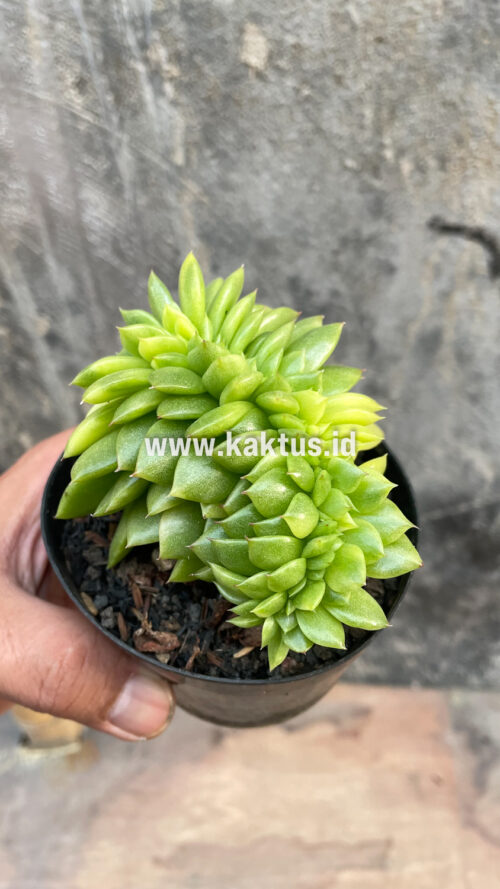 Echeveria Gilva Cristata Variegated, real gallery image #24 plants. Picture taken directly from kaktus.id community Echeveria farmer green houses.