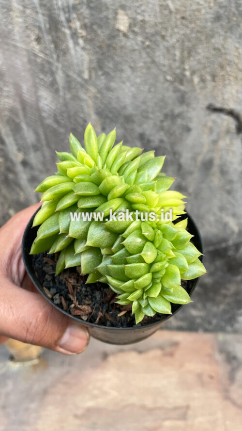 Echeveria Gilva Cristata Variegated, real gallery image #23 plants. Picture taken directly from kaktus.id community Echeveria farmer green houses.